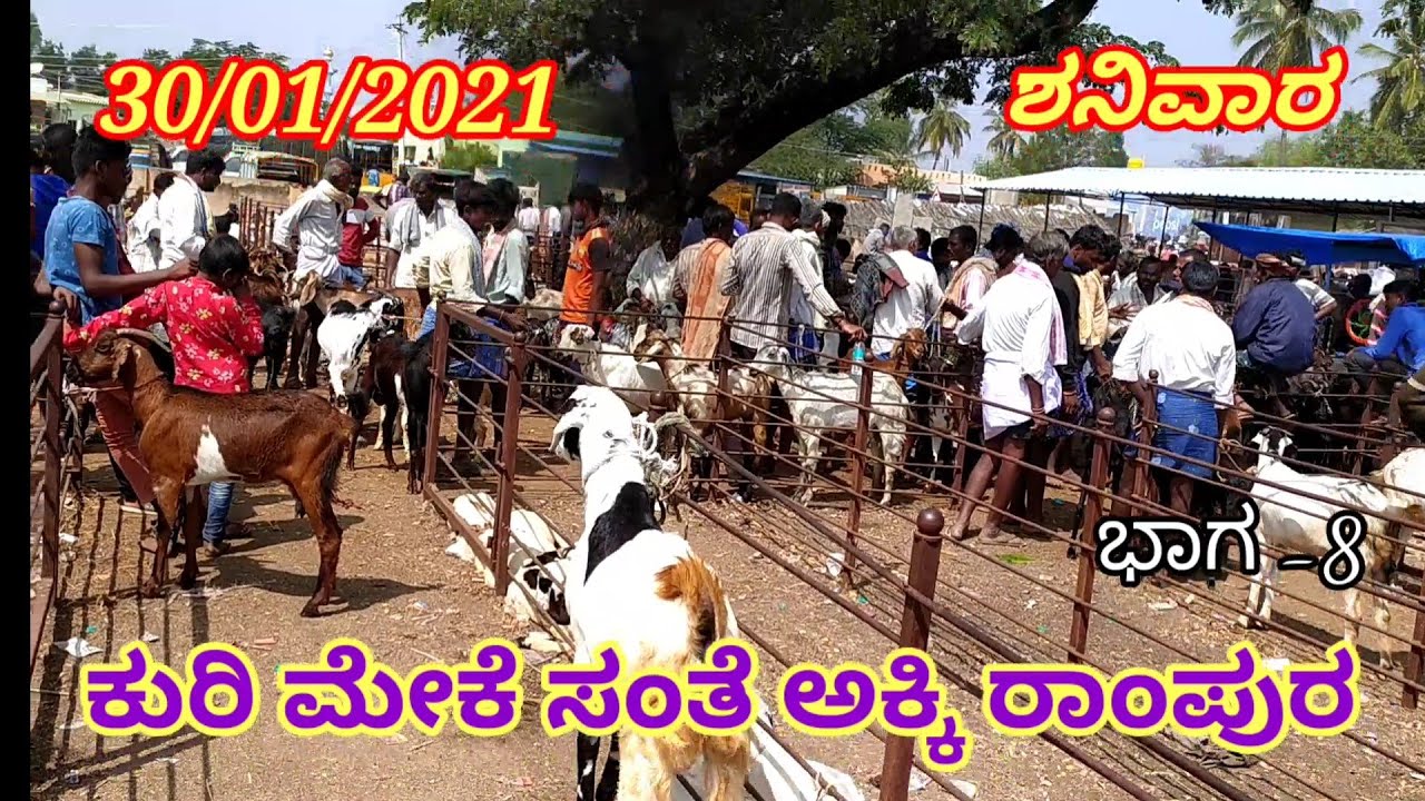 agrianimals sheep and goat fair market akkirampura koratagere taluk tumakuru district part 8