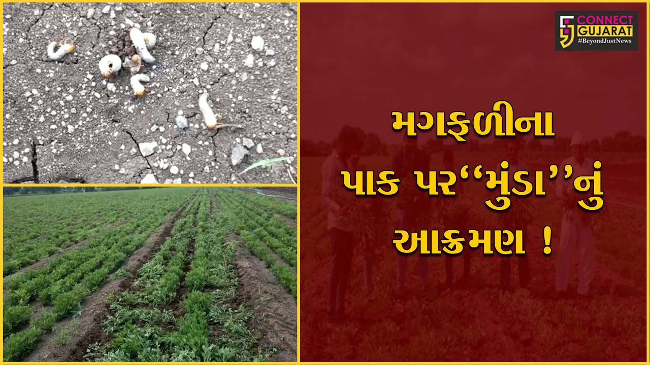 અમરેલી:ખેડૂતોને સોળઆની વર્ષ થવાની આશાઓ પર ફરી વળ્યું પાણી,મગફળીમાં મુંડા નામના રોગે મચાવ્યો હાહાકાર