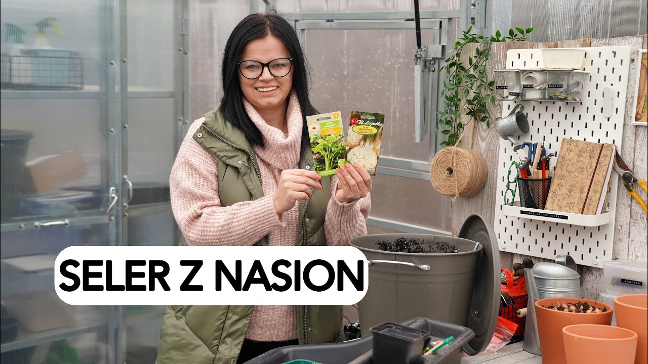 JAK SIAĆ SELER. Uprawa selera. Uprawa warzyw. Co siać w lutym. Kalendarz ogrodnika.