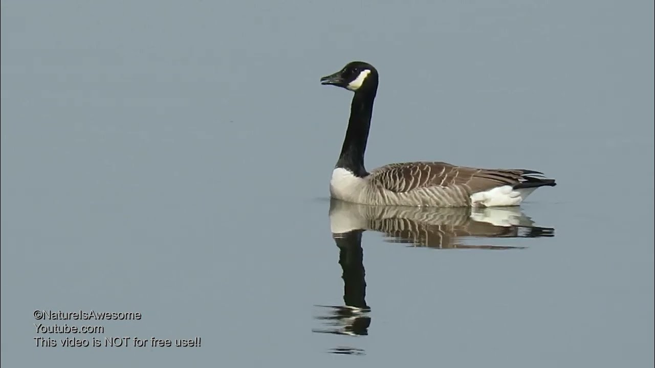 Kanadagans mit Ruf - Canada goose calling (Branta canadensis)