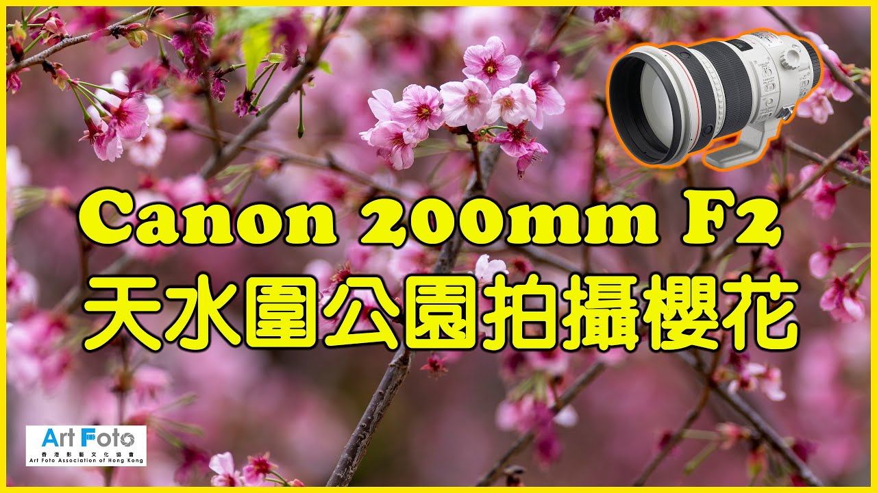 【攝影教學 #632】Canon 200mm F2 天水圍公園拍攝櫻花 (CC 中文字幕) - Alex Fung FRPS, GMPSA, EFIAP/p