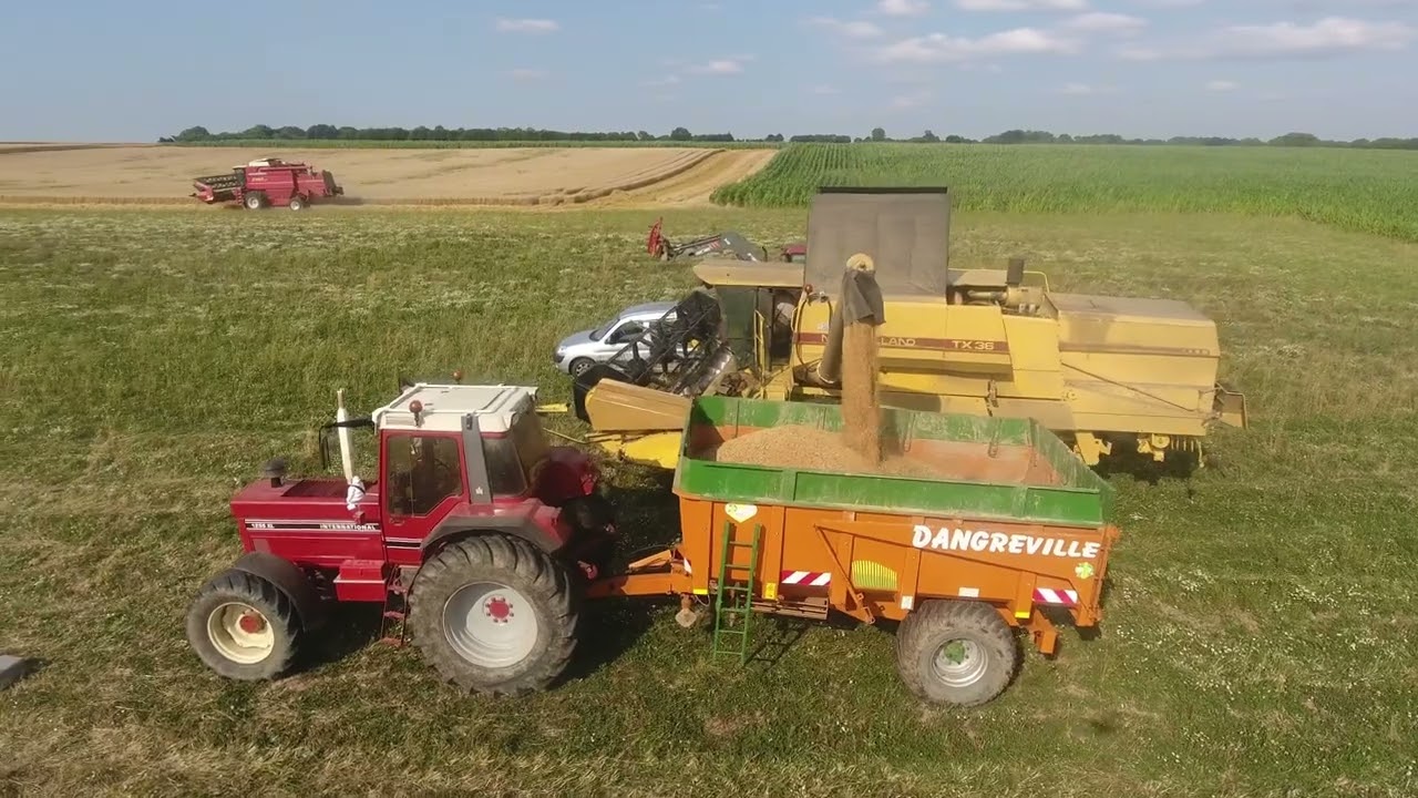 moisson du blé bio 🌾