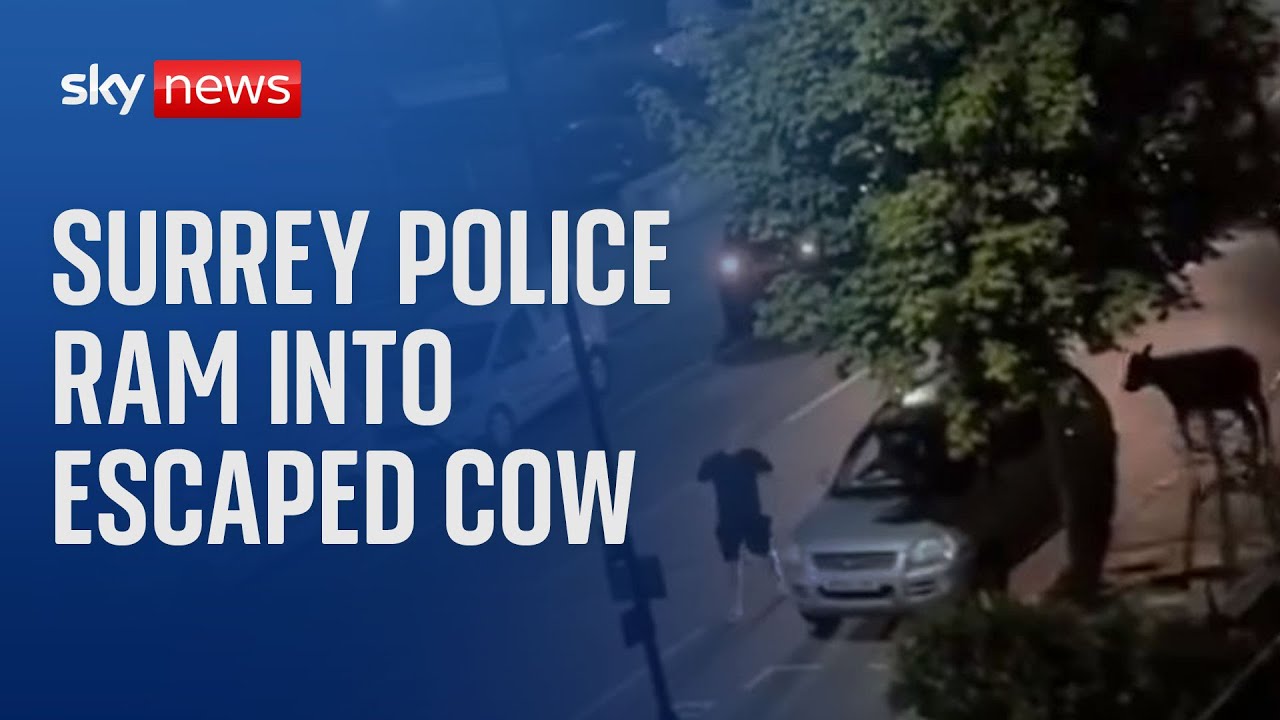 Home secretary calls for 'urgent explanation' as police ram into escaped cow