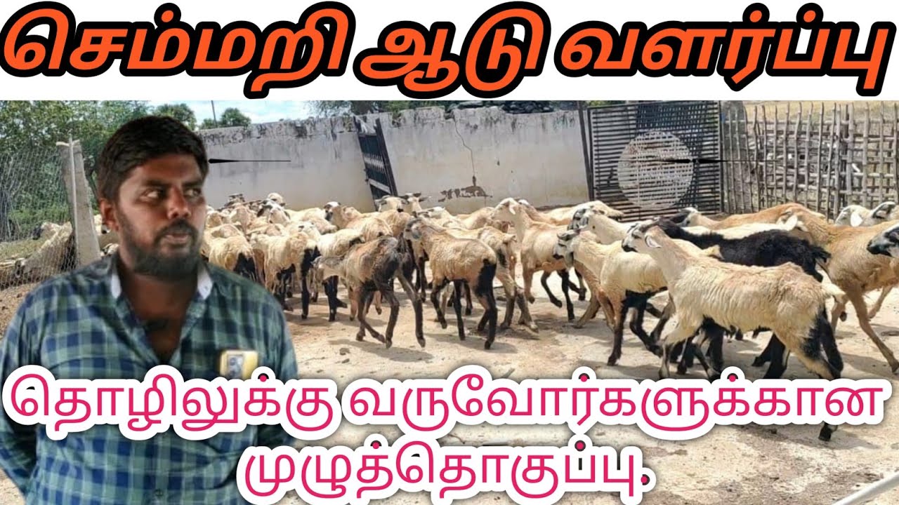 💢💫செம்மறி ஆடு வளர்ப்பில் அதிக லாபம் ஈட்டுவது எப்படி #agriculture#sheep #sheepfarming💢💫