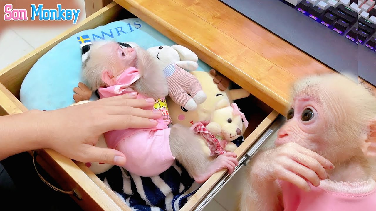 The adorable baby monkey clings to his dad all day, the baby monkey's new house is so adorable