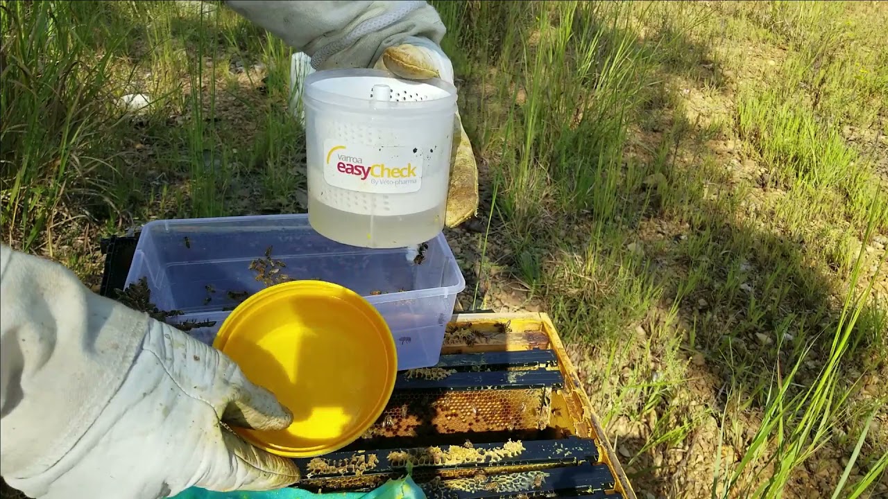Mite wash and results of extend release oxalic acid