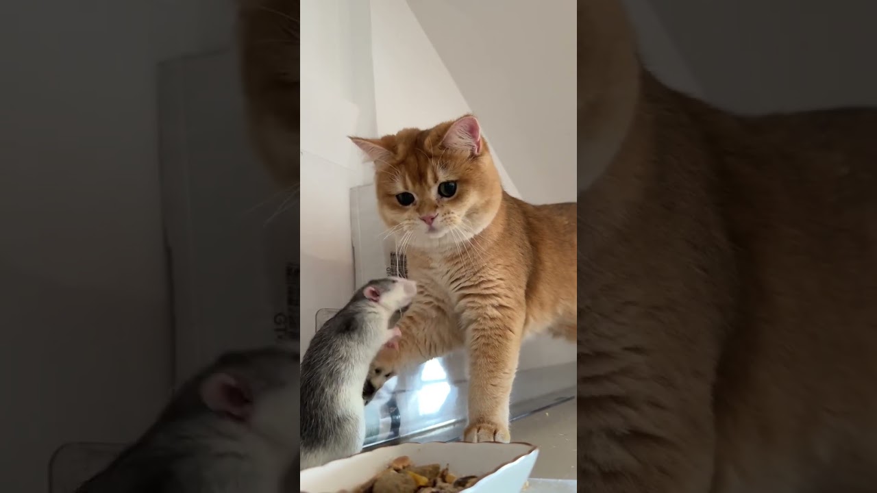 When you're trying to relax, but your tiny frenemies have other plans 🐭🐱😂 #bff #tomandjerry