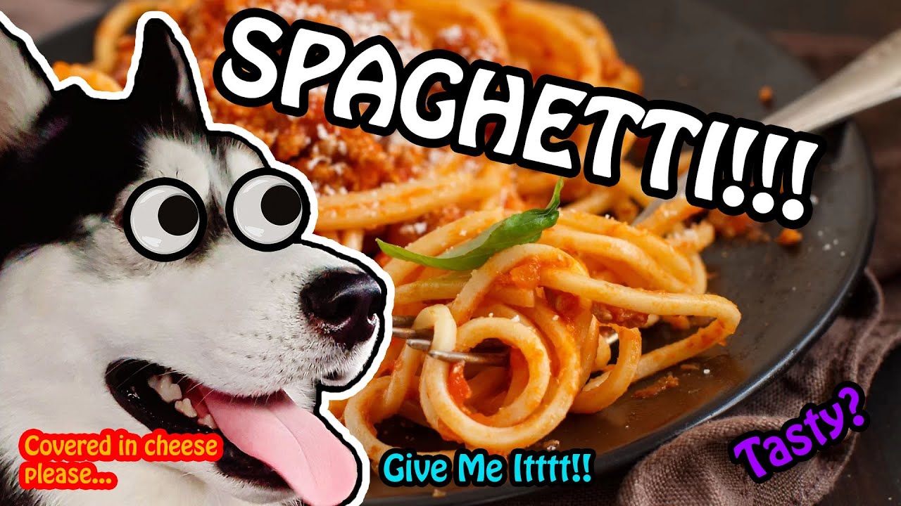 Our Husky Loves Spaghetti