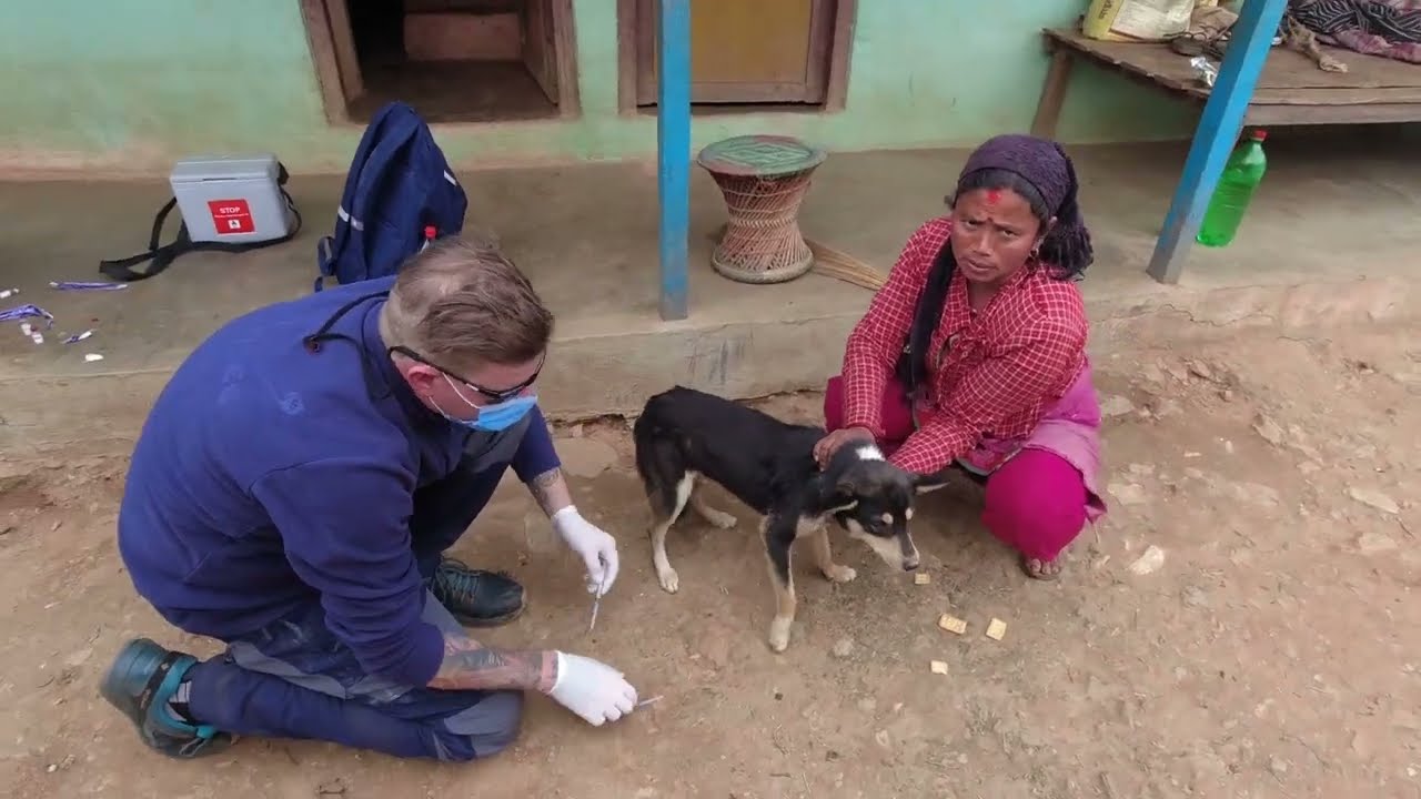 Die Staupe ist ausgebrochen.&Uuml;berall sterbende Hunde + Leinenabgabe Nepal 2022