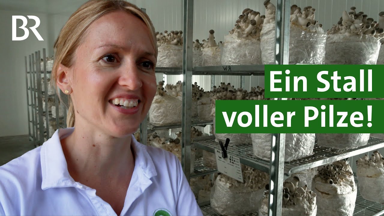 Kräuterseitlinge statt Kühe: Pilze züchten im ehemaligen Kuhstall | Unser Land | BR