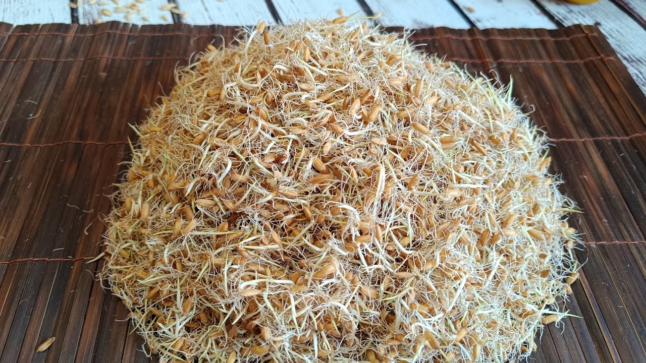 জালা ধান তৈরির প্রক্রিয়া যা দিয়ে ঐতিহ্যবাহী বিভিন্ন পিঠাপুলি তৈরি করা হয়/Traditional village food