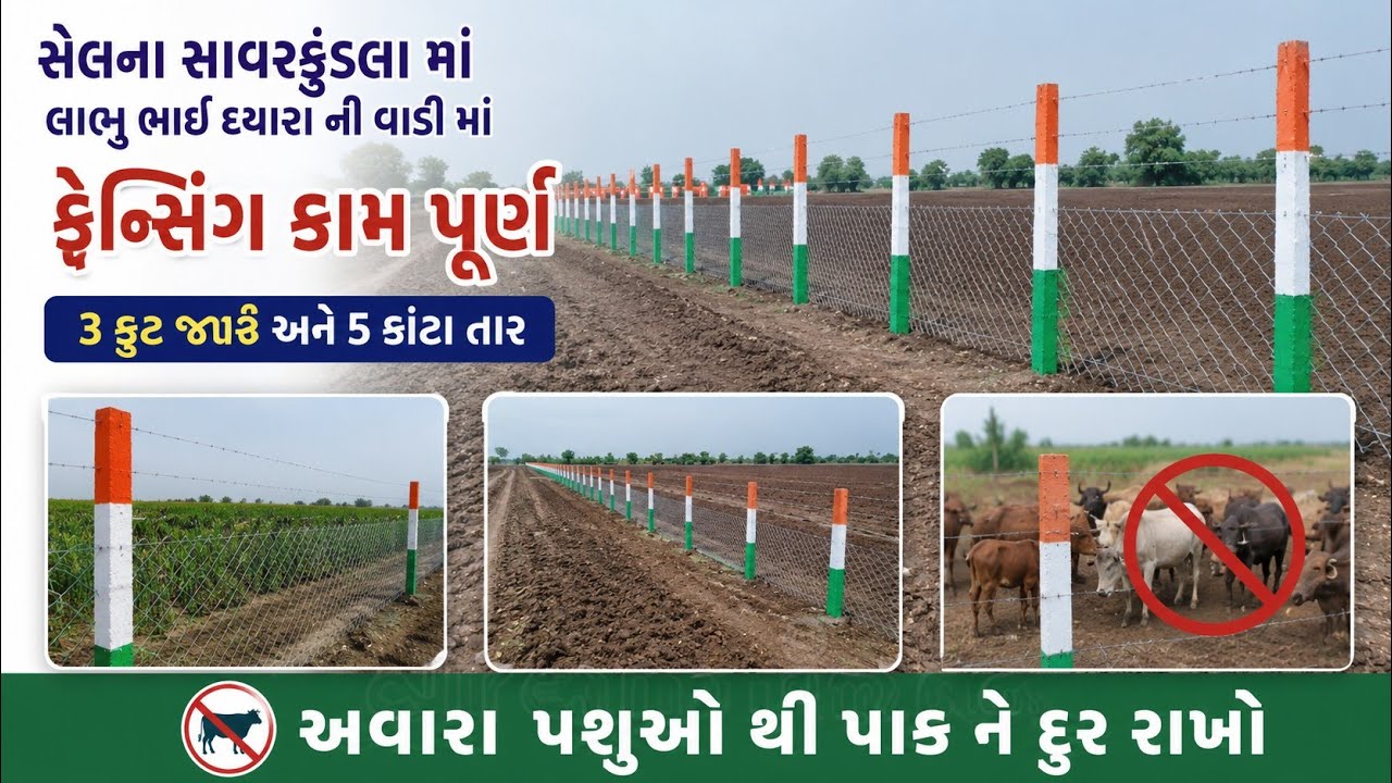 🚩 શ્રી વિહત તાર ફેન્સીંગ 🚩 શેલાણા સાવરકુંડલા માં 👍