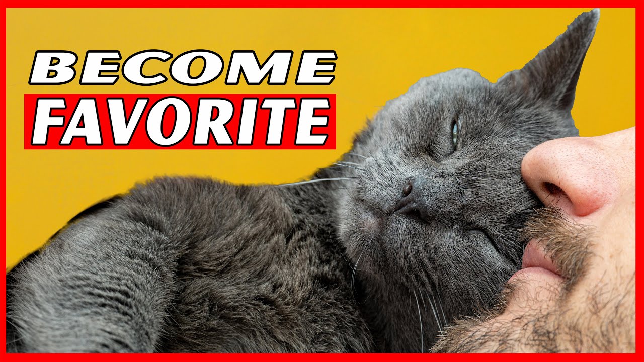 Trick a Cat into Choosing You as Their Favorite Person