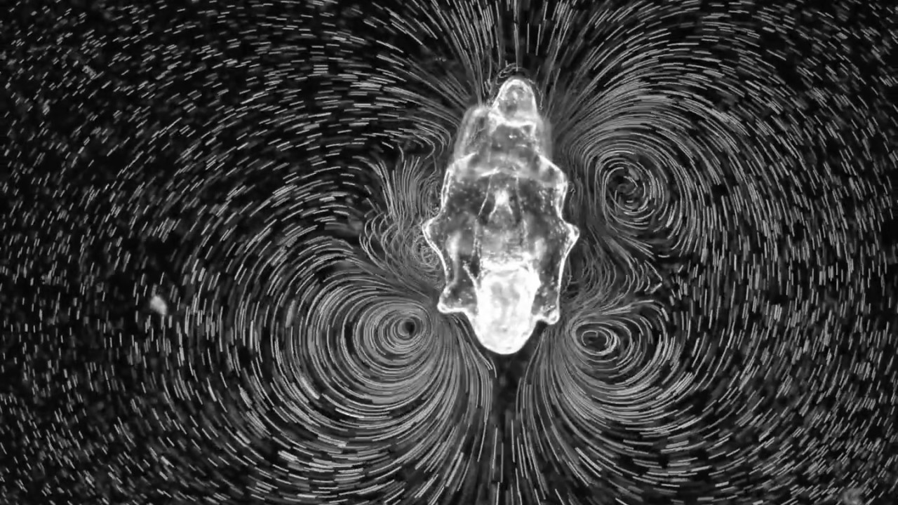 Stanford resarchers reveal complex starfish larvae survival mechanism