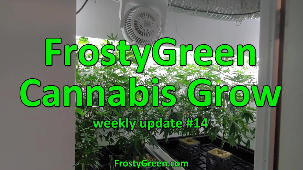 Cannabis Grow weekly #14 - Frosty Green