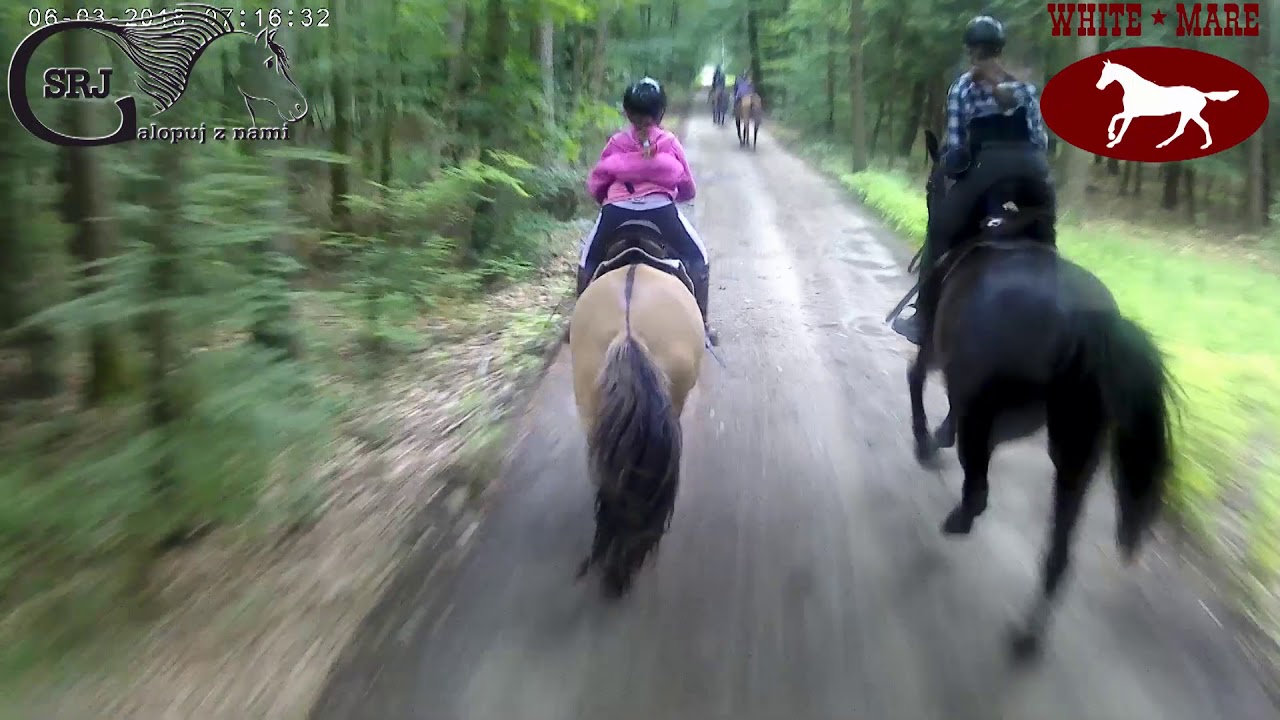 Szybki galop w terenie nad Baryczą - znikające folbluty