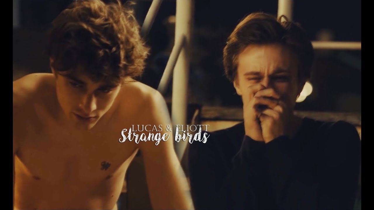 lucas & eliott | strange birds [ +3.08 ]