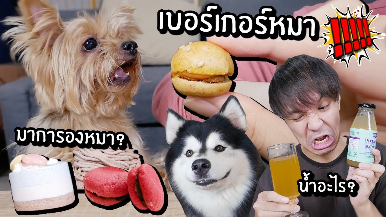 ขนมหมาสุดแปลก! เบอร์เกอร์! มาการอง ซอส? // คนกินได้มั้ย? รสชาติ...มาก!