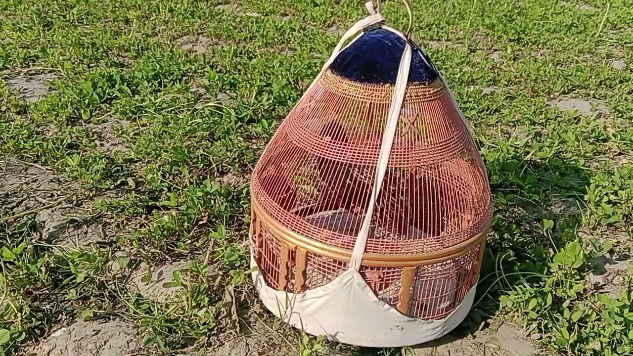 Это куропатки, которые не считают перья своих хозяев своими собственными, это видео с их пометом.