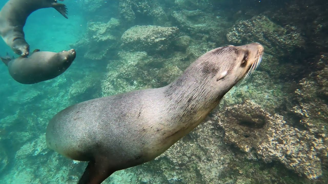 Rabida island, Galapagoses. Snorkeling.