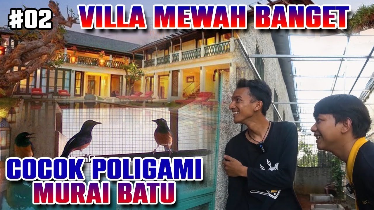 Villa Murai Batu Mewah Untuk Poligami !!! Jamparing Bird Farm Bogor Penangkaran Burung Kicau