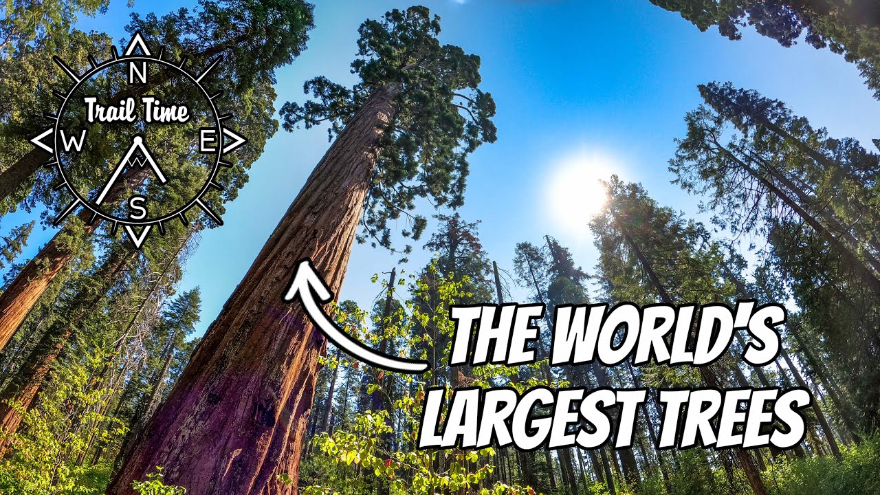 The Discovery of the Giant Sequoia | Calaveras Big Trees State Park, Arnold California | North Grove