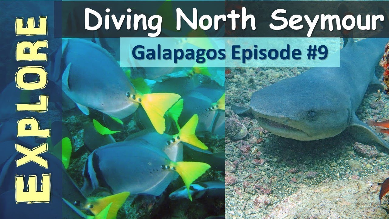 Galapagos Islands: Diving North Seymour