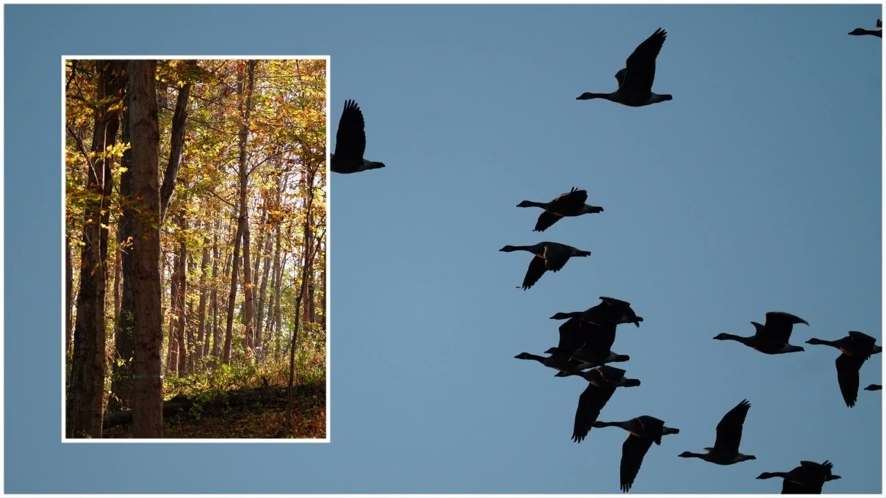 Nature collages from early fall