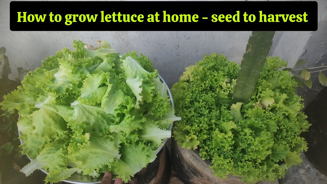 How to grow lettuce at home - seed to harvest || Salad Patta Ugane Ka Tarika.