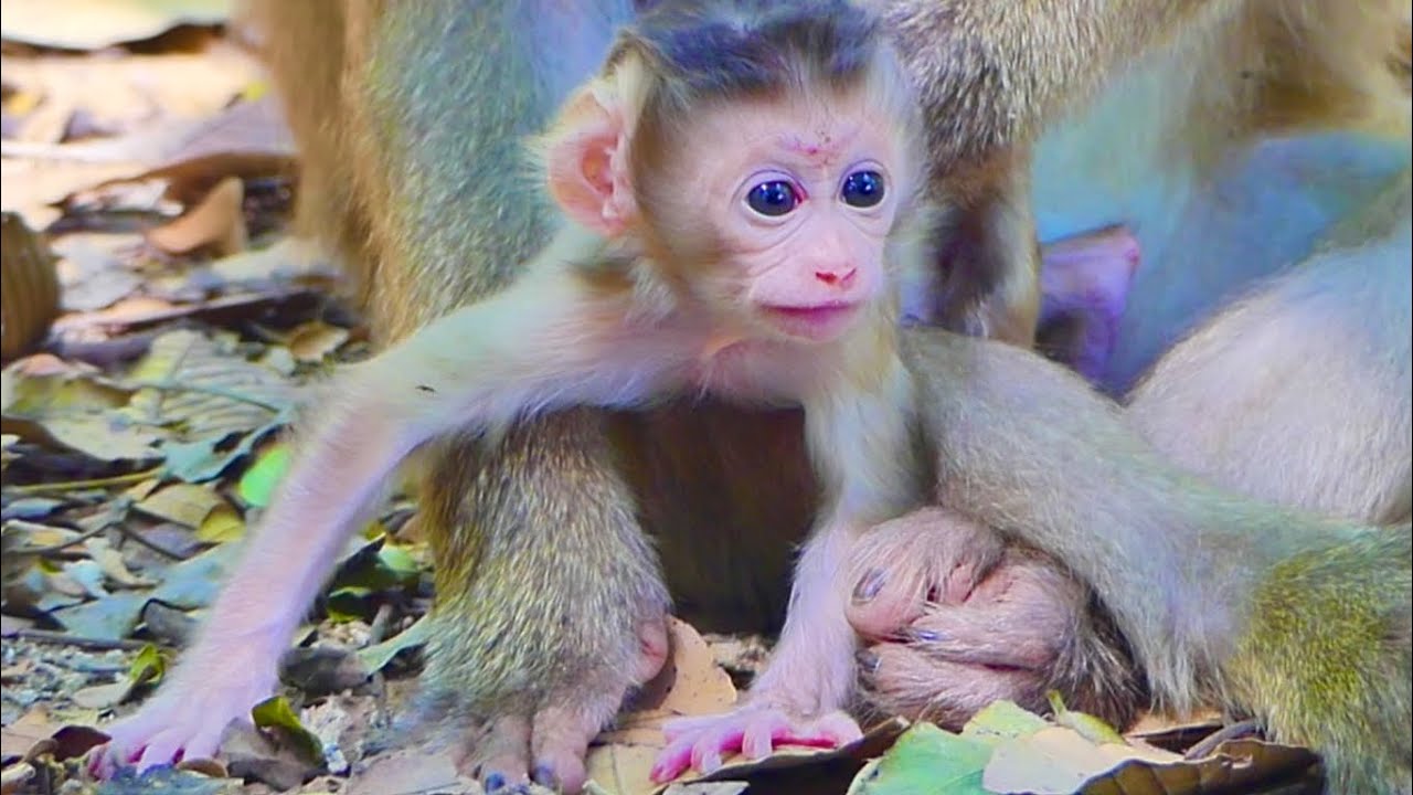 Lovely mom monkey Luna  is sleeping with baby when mom #cutemonkey #babymonkey
