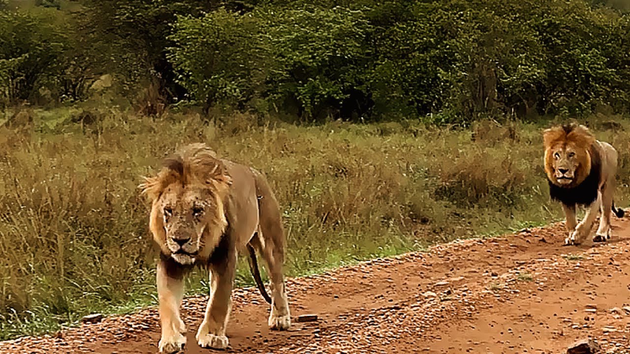 Old Male Lions Bilashaka Males on Patrol | Masaimara | 30 December 2025