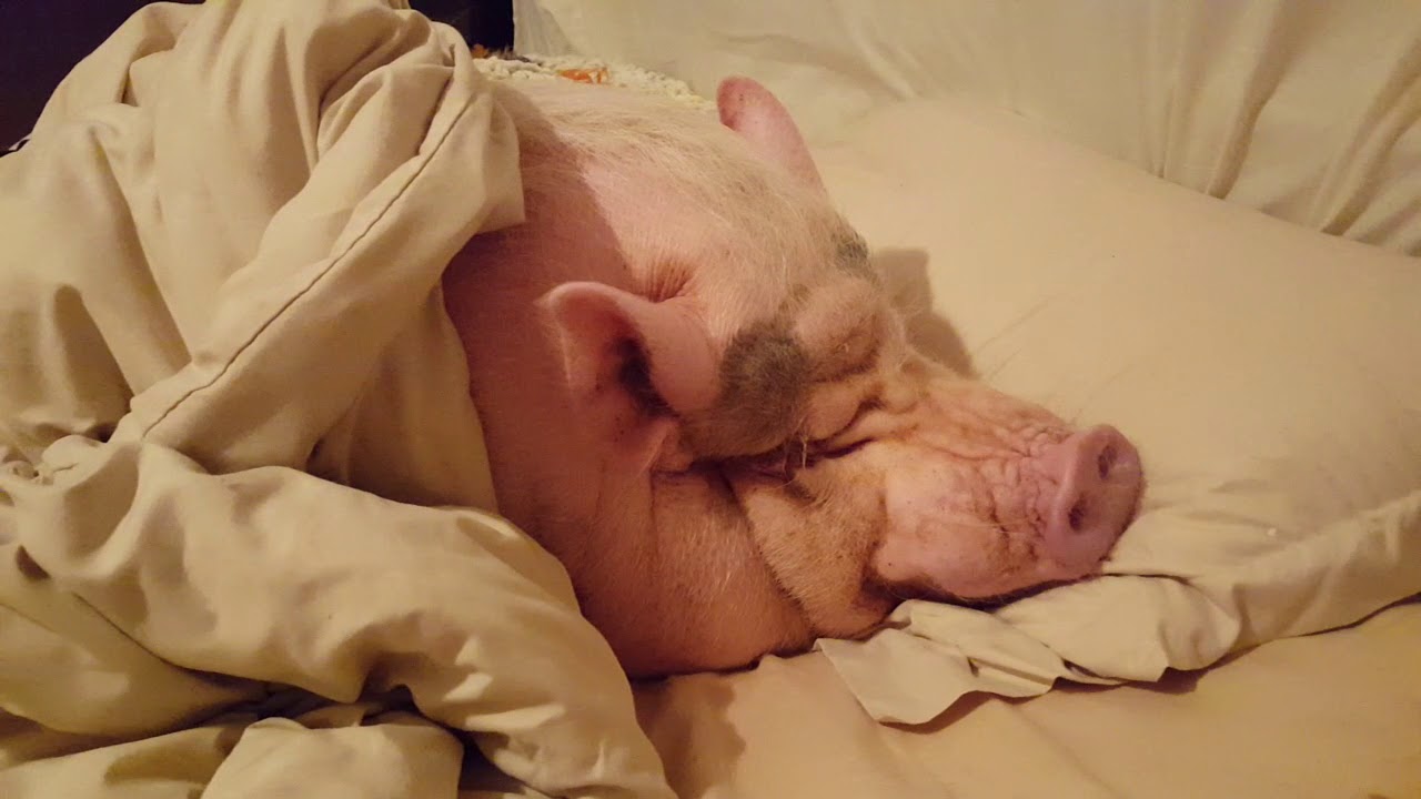 SLEEPING WITH A MINI PIG! IT'S AWESOME!