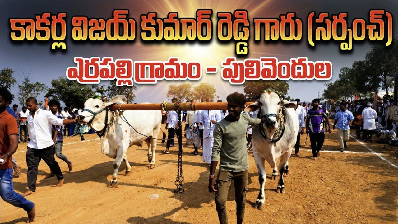 🚩 కడప జిల్లా కుంపిణీపురం ఓల్డ్ కేటగిరి 4జత BULLS