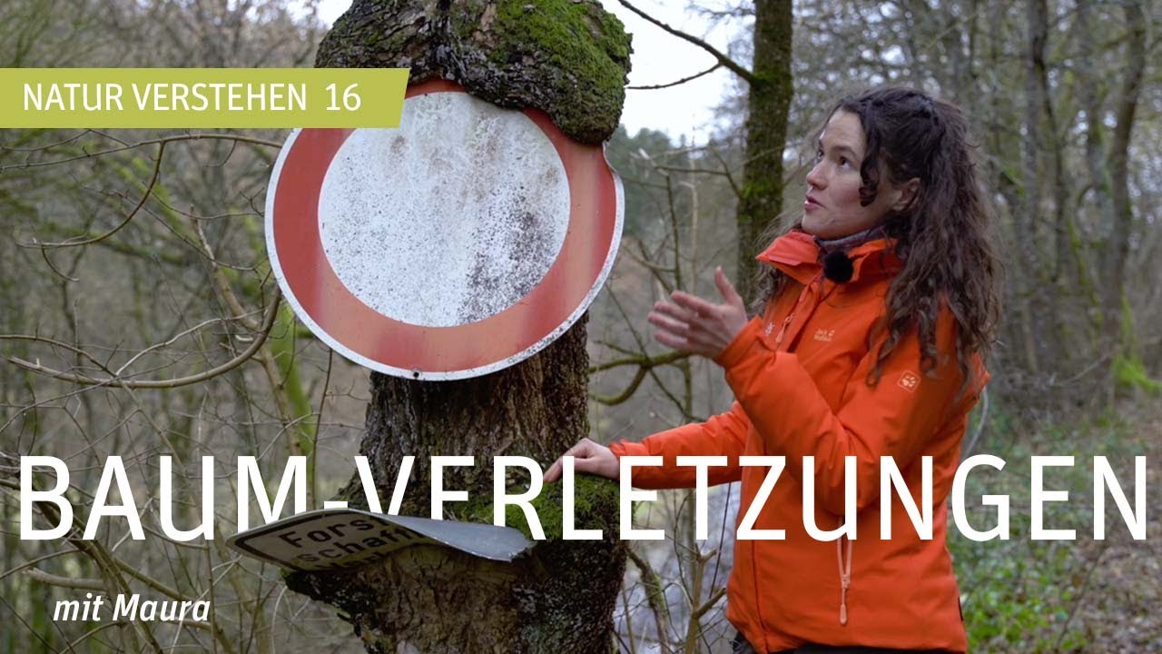 Gesundheit der Bäume - Baum Verletzungen - Baumblut - Baumkrebs - Natur verstehen