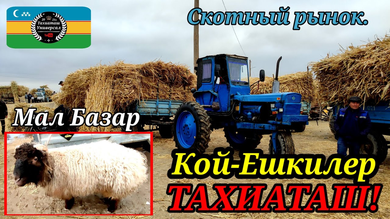 13.02.26ж.МАЛ БАЗАР СКОТНЫЙ РЫНОК #тахиаташ#каракалпакистан#бахалары#цены#сатамын#продам#кой#кошкар