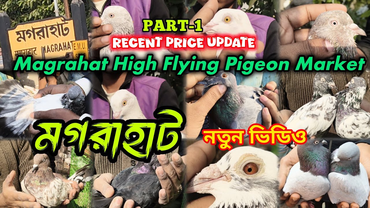 MAGRAHAT  HIGH FLYING PIGEON MARKET,🔥 মাত্র 200 টাকায় মগরাহাটে পায়রা 😧