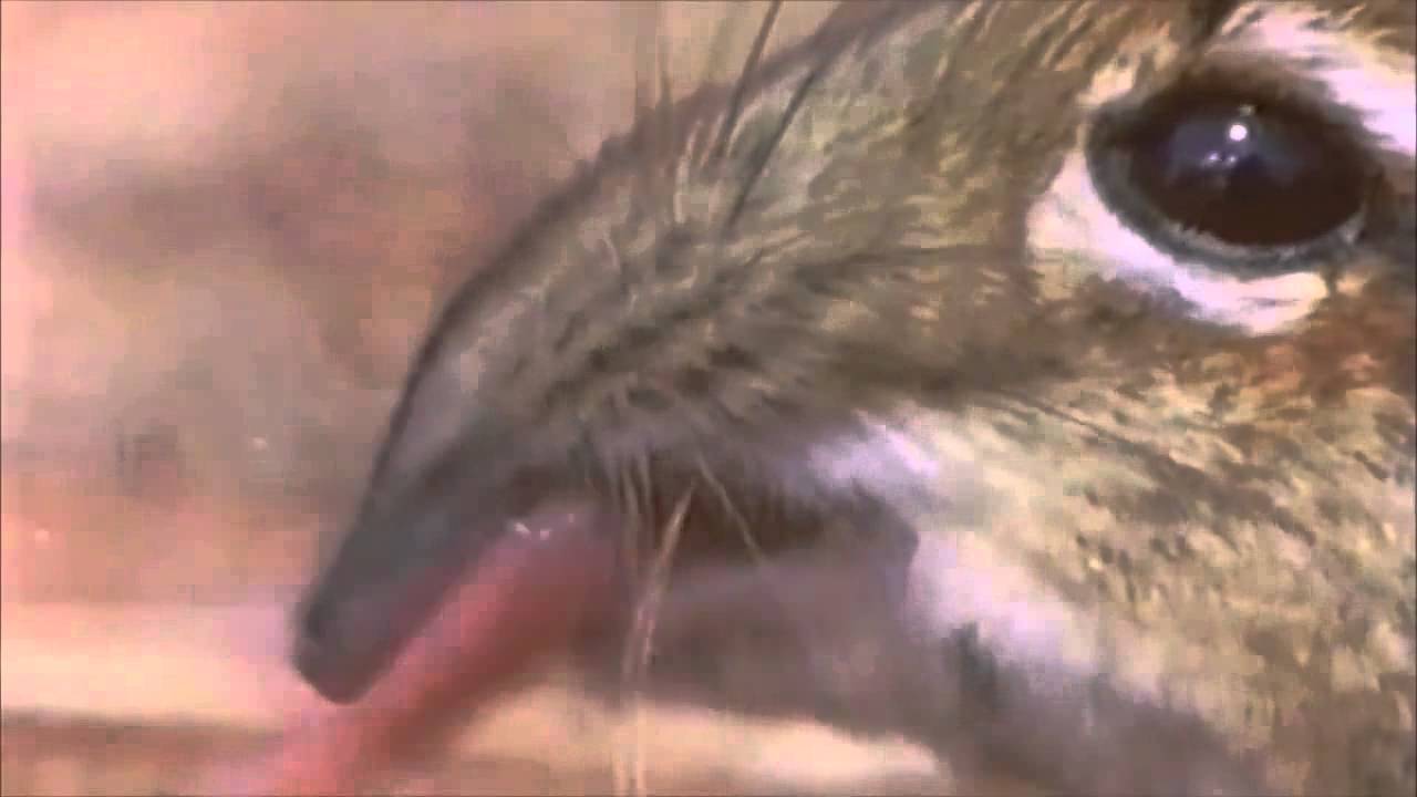 Take a closer look at that snout (Original)