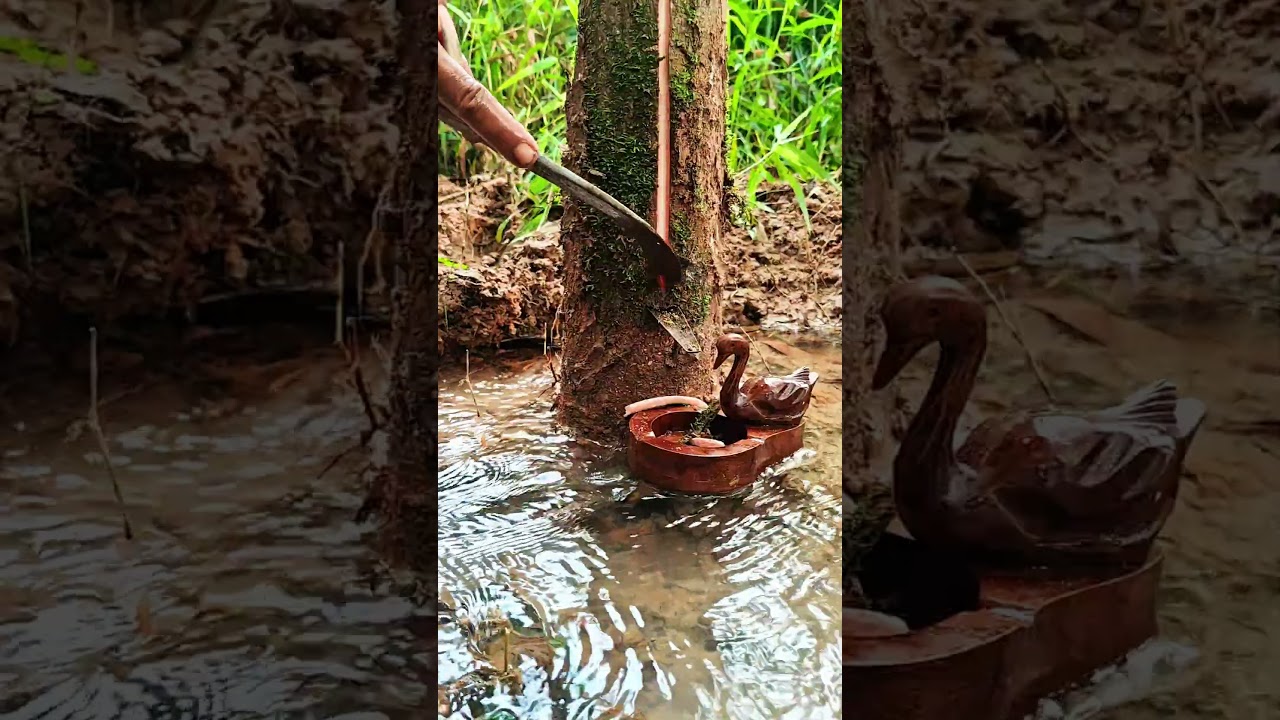 Proven‼️Rubber trees that are submerged in water have better quality #harvesting #forest #nature