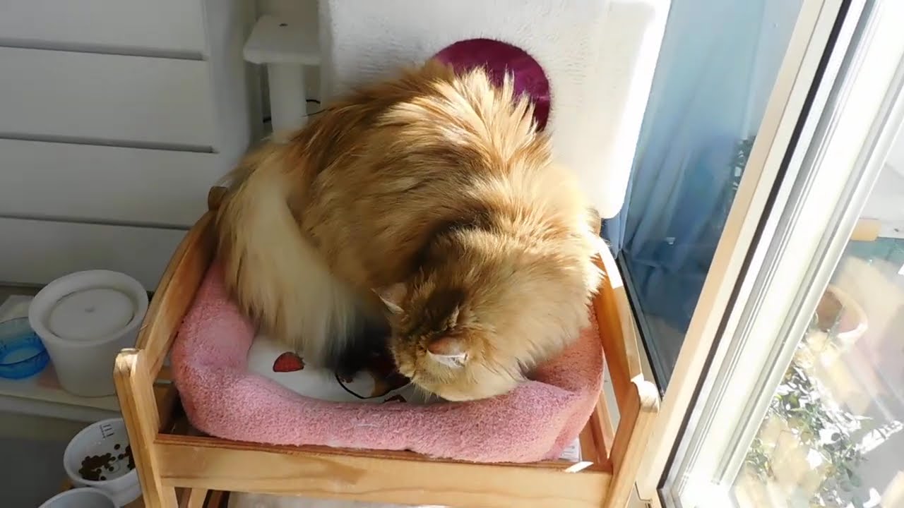 レオンのフミフミ