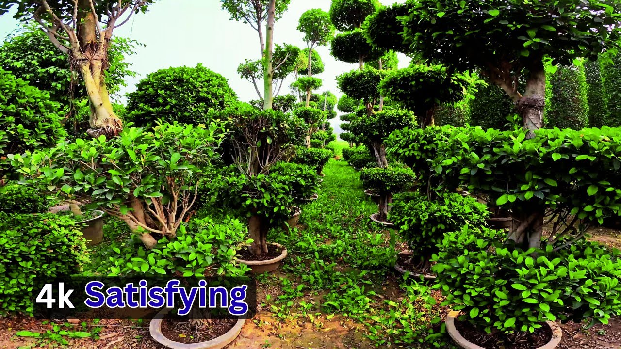 Amazaing walk in a Lush Nursery Garden | 4k