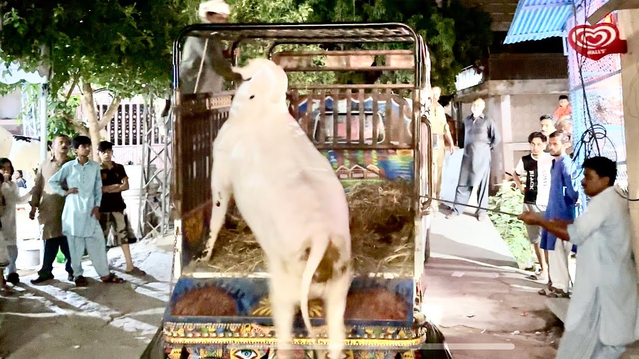 Fateh Jang Bull | Angry Bull Unloading | Jaffer Mandi | Qurbani 2023