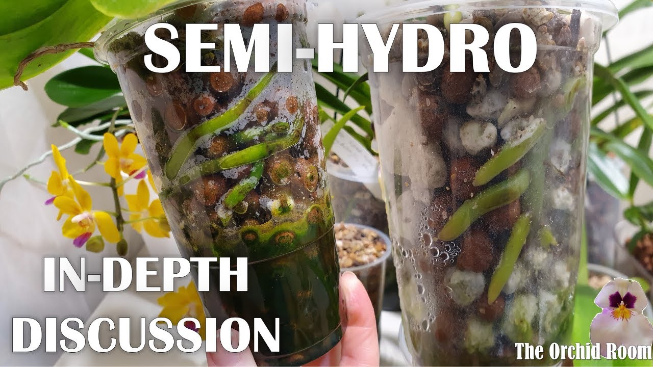 Let's Talk: Semi Hydro for Orchids- Intro, Root Adaptation, Overcoming Dry Top Layers, Modifying SH