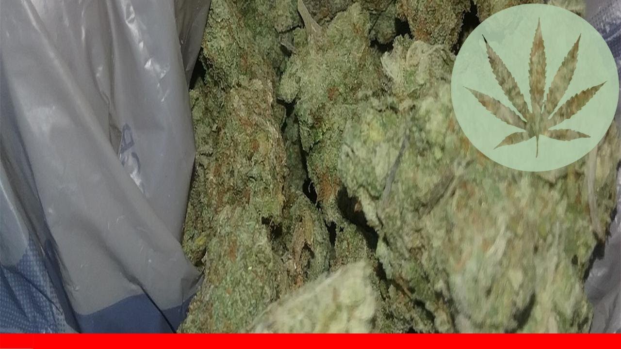 Chocolope Kush - All About This Strain