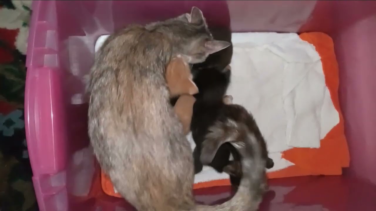 #catfam #rescued 