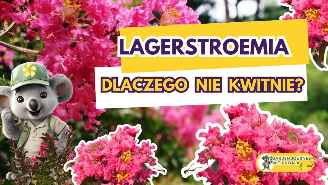 🤔 Czy Lagerstroemia zimuje w gruncie? 🌺 ❄️⤵️⤵️⤵️
