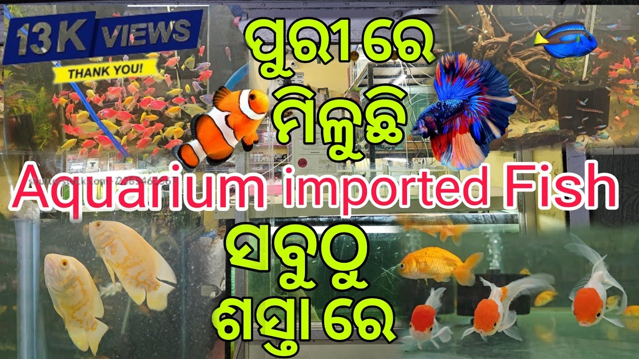 Imported Fish & Aquarium plant in Cheap rate ||Kolkata ଠୁ ବି ଶସ୍ତା ରେ ମିଳୁଛି 🅰️®🅰️🅿️🅰️ℹ♏️🅰️