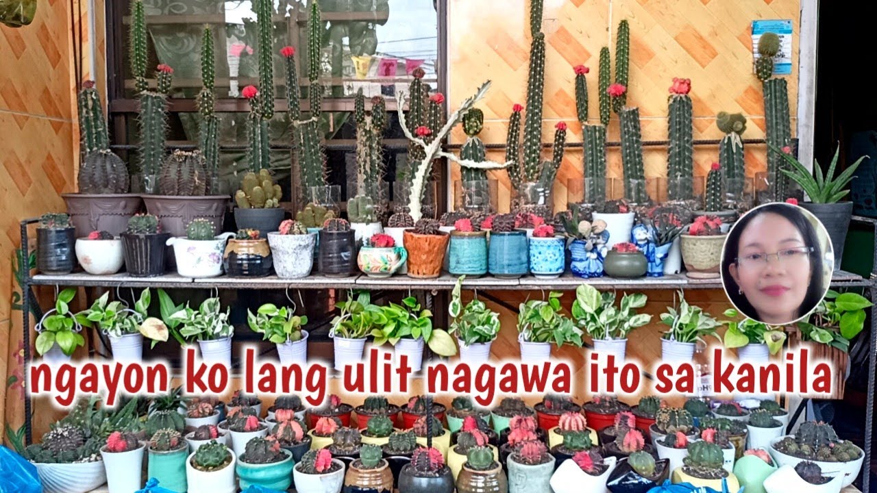 #1013 Garden Update Cactus and Succulent Plants/Succulent Davao 