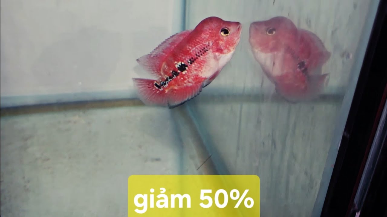 Lên lô kamfa mới,combo 5c/500🌾giảm 50% tri ân khách hàng