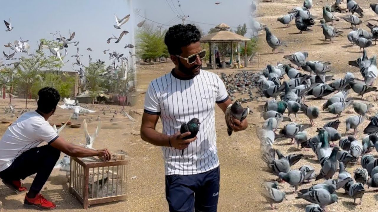 Aaj Road se Sare Fancy pigeons paker liye 😳 || How to Catch Pigeon ||