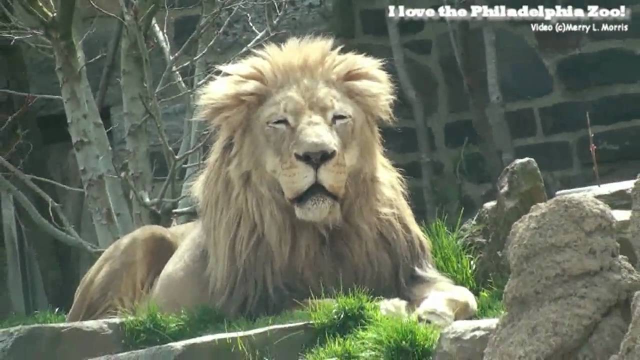 Philadelphia Zoo Lion Male Sleepy and Peaceful